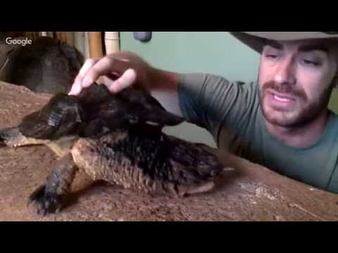 YouTube reptile video