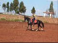 Haras EFI - Grapa e Venerada