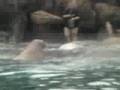 Walrus Training @ Six Flags Discovery Kingdom (part 1-lower)
