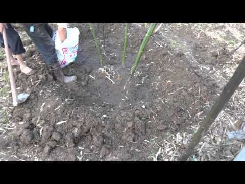 how to fertilize bamboo