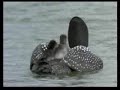 GAIVOTAS