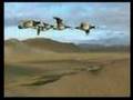 GAIVOTAS