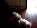 Shih-Tzu Mel e Megh