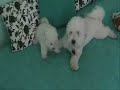 Tuesday and Chloe - Bichon wrestling Tuesday and Chloe - Bichon wrestling