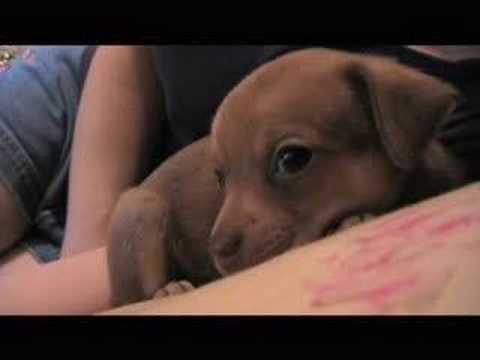 cute chihuahua puppies pictures. Cute Chihuahua Puppies