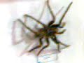 MIRA ESAS DE AHI CASHORRA :D MIRA ESAS DE AHI CASHORRA :D