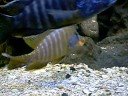 Ciclidos Africanis