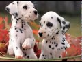 Video screenshot