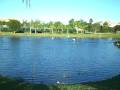White Pelicans at Lexington