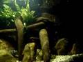Parachromis loisellei feeding