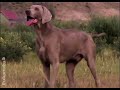 Vidéo de dressage des chiots - Nutrition des chiots (Episode 1) Vidéo de dressage des chiots - Nutrition des chiots (Episode 1)