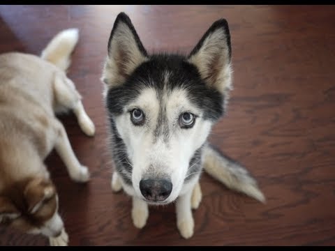 Happy 11th Birthday Mishka the Talking Husky!