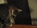 The cat breakup