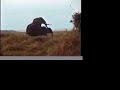 Elephants Mating in Amboseli