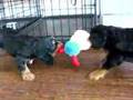 Cavalier King Charles Spaniel, 