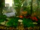 Num ta ainda do jeito  q quero. Mas ta melhor q antes.. Ainda vou melhorar...SOnho é um aquario de 3 metros plantado.Se o video estiver escuro, aumente o brilho do seu player. 