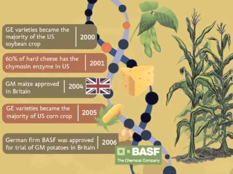 the potential of genetically modified foods essay the potential of genetically modified foods essay