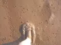 Bay of Fundy ocean floor mud walk