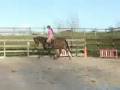 videos de 6 yrs 16 hh Bay Thoroughbred Stockport