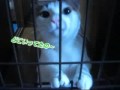 みけ動画090504おでむかえ