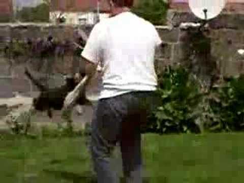 chien berger allemand
