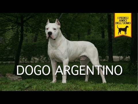 dogo argentino