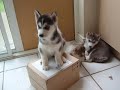 I liked a YouTube video http://lnk.ms/P23Rh
