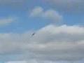 RC Cap 580 Flatout(first flight) part 1
