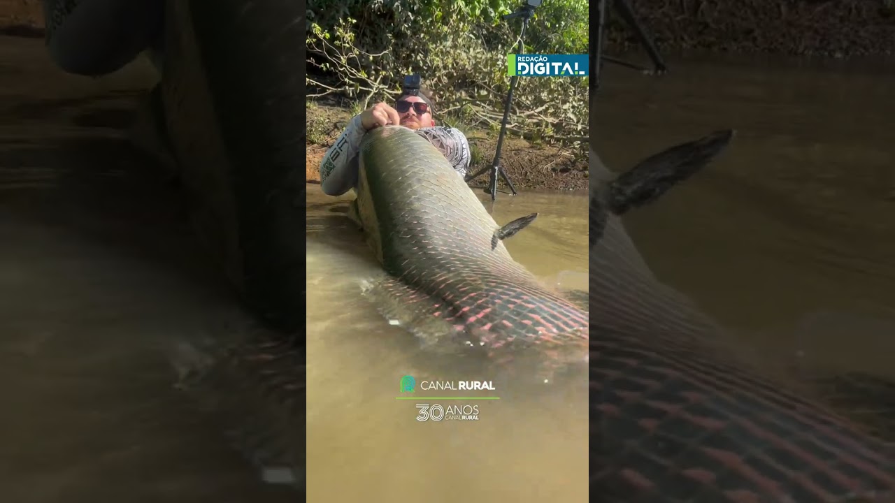 Biólogo captura  pirarucu de 60kg