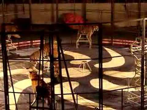 circus tiger