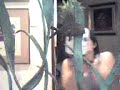 Soy una Pinia