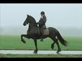 KFPS Friesian Star gelding Marko KFPS Friesian Star gelding Marko