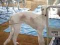 Borzoi video