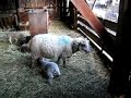 Barbie The Bouncing Lamb