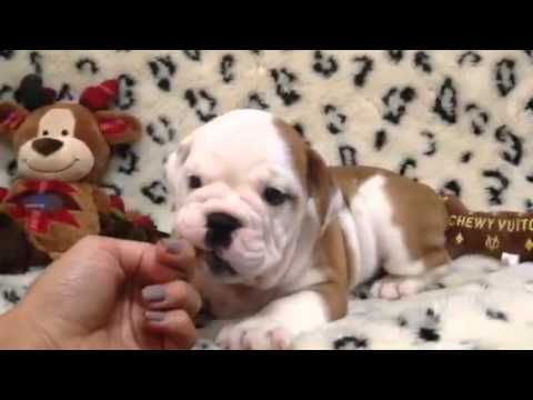 Precious, sweet Victorian Bulldog cutie pie