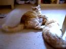 It's a REAL cat fight! Can u tell who has won?
