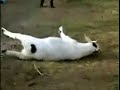 Fainting Goats