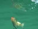 TackleTour - Spro BBZ-1 4\" Shad TackleTour - Spro BBZ-1 4\" Shad