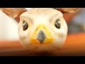 bird millman biography bird millman biography