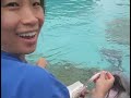 Sea World: Hei Petting Dolphin