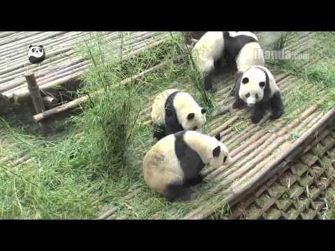 A panda fight