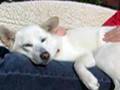 Kishu