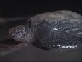 Leatherback (trailer) Leatherback (trailer)