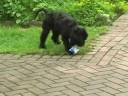 videos de Ozzy Tibetan Terrier Madness