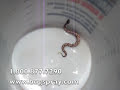Copperhead Juvenile Copperhead Juvenile