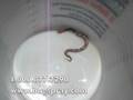 Copperhead Juvenile