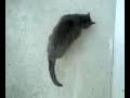 Porch Kitty Porch Kitty
