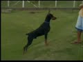 BVLGARI - VON BORGHEN KENNEL BVLGARI - VON BORGHEN KENNEL