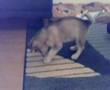 Alaskan Malamute video