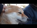 柴犬さんたちと夕暮れの公園